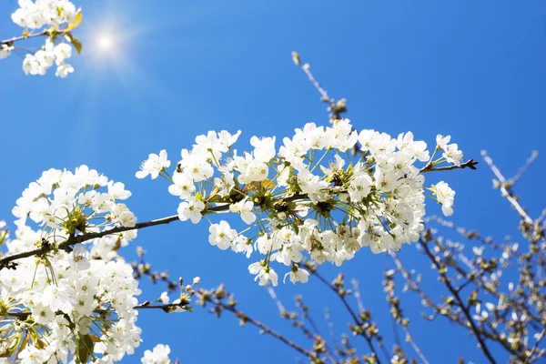 Fiori di ciliegio su sfondo cielo blu — Foto Stock