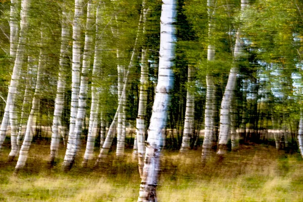 Landscape White Birches — Stock Photo, Image