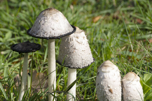 Белые грибы на лугу - Coprinus comatus