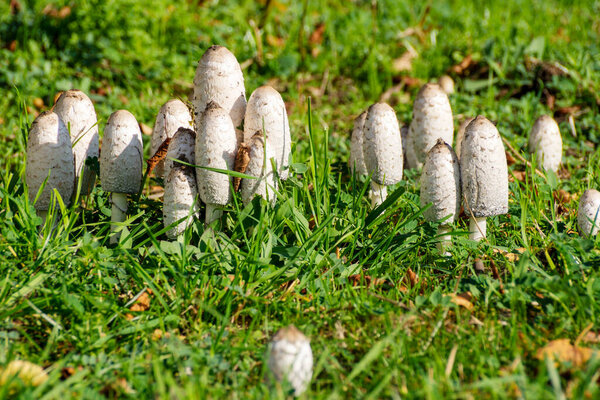 Белые грибы на лугу - Coprinus comatus