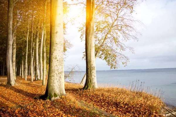 Küste Auf Der Insel Dänemark — Stockfoto