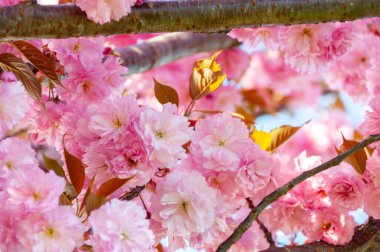 Pembe kiraz çiçekleri güneş ışınlarında, yakın çekim