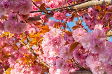 Pembe kiraz çiçekleri güneş ışınlarında, yakın çekim