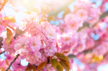 Pembe kiraz çiçekleri güneş ışınlarında, yakın çekim
