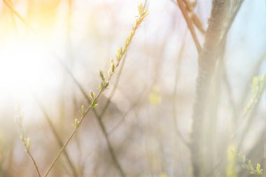 Söğüt dalı yakın, Paskalya arka planı. Seçici odak.