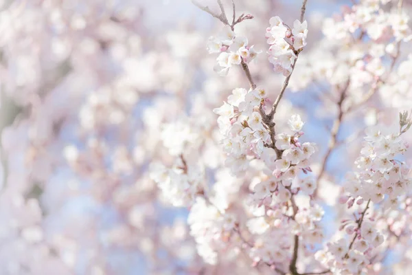 Flor de cereja branca, ideia do despertar da primavera Fotos De Bancos De Imagens