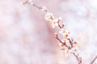 Beyaz kiraz çiçeği, bahar ayini fikri.