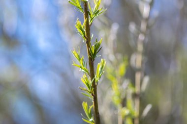 İlk bahar yaprakları yakın, seçici odaklanma.