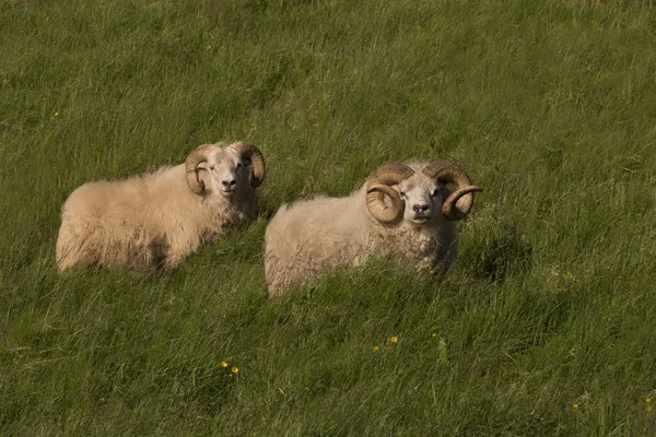 Icelandic lambs — Stock Photo, Image