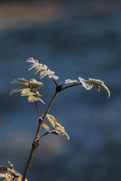 Close up of frozen plant — Stock Photo, Image