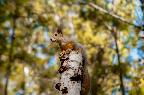 Eichhörnchen auf einem Stumpf. — Stockfoto