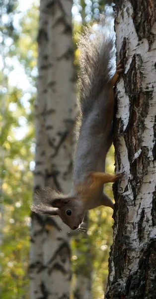 Ardilla gris sentada en el árbol . — Foto de Stock
