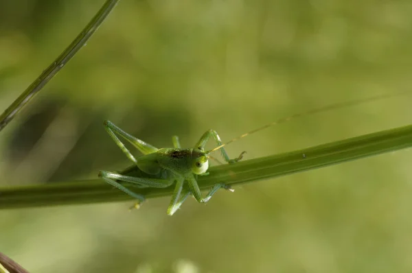 Insect green grasshopper sitting on the grass.