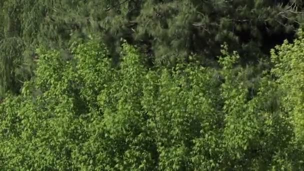 Der Wind Bläst Durch Die Blätter Der Bäume — Stockvideo