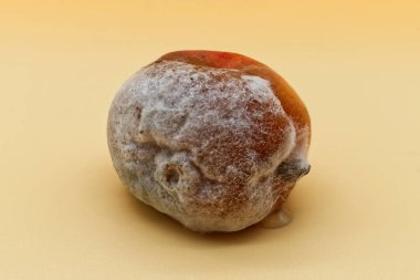 Turuncu arka planda izole edilmiş küfle kaplanmış çürük kayısı.