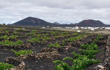 Lanzarote, Kanarya Adaları, İspanya 'da volkanik lav denizi manzarası