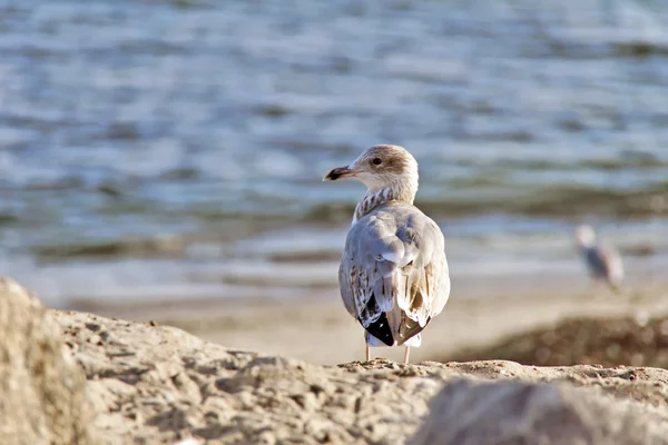 Young Seagull Watching Environment Shore — Stock Photo, Image