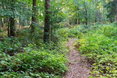 Yazın sonunda güneşli bir günde bir orman yolu.. 
