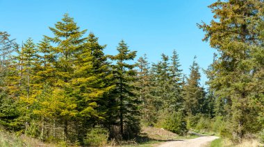 The forest in the National Park Thy at the north sea coast in Denmark