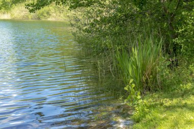 Almanya 'da yazın yeşil göl kıyısı