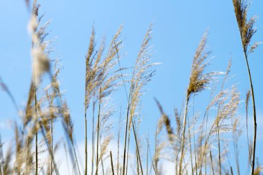 Nehirde bir sazlığa yakın çekim