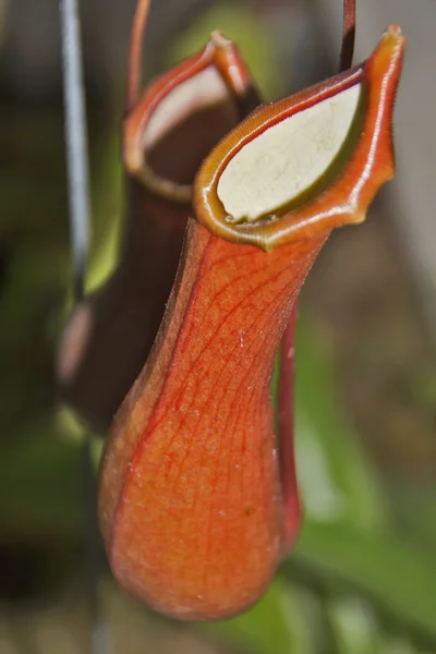 Sarracénie pourpre-Nepenthes — Photo