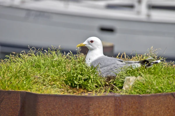 Nesting seagull — Stock Photo, Image