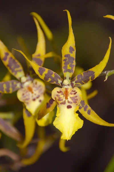 Orquídea — Fotografia de Stock