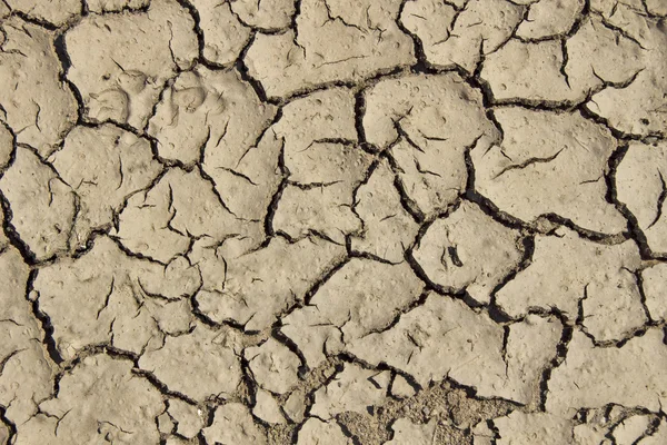 Terreno pantanoso — Foto de Stock