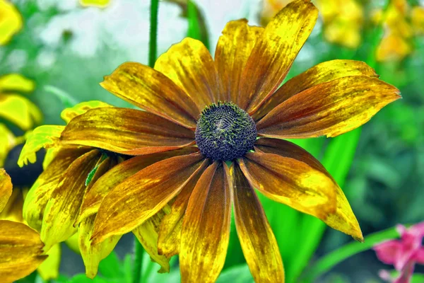 Echinacea — Fotografia de Stock