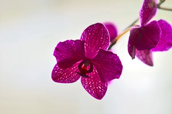 Orquídea — Fotografia de Stock