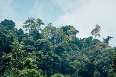 Malezya 'daki ormandan çıkan dev ağaçlarla dolu yemyeşil bitki örtüsü.