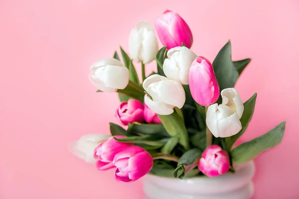 Pink and white tulips on pink background and copy space. Congratulations with flowers with empty space.