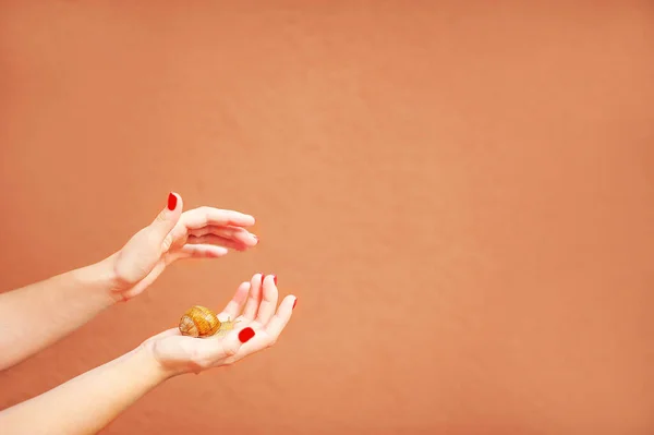 Weibliche Hände und Schnecken in Großaufnahme und Kopie von Raum auf Terrakottawand Hintergrund. Pflegekonzept mit Kosmetik Schneckenschleim... — Stockfoto