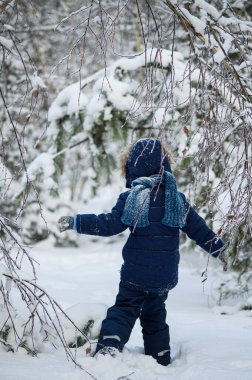 Küçük çocuk karlı kış ormanlarında yürüyor ve oynuyor. Doğal çocukluk, kış mevsimi, açık hava yaşam tarzı, aile eğlencesi, keşif ve doğa ile bağlantı