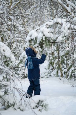 Küçük çocuk karlı kış ormanlarında yürüyor ve oynuyor. Doğal çocukluk, kış mevsimi, açık hava yaşam tarzı, aile eğlencesi, keşif ve doğa ile bağlantı
