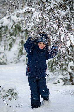 Küçük çocuk karlı kış ormanlarında yürüyor ve oynuyor. Doğal çocukluk, kış mevsimi, açık hava yaşam tarzı, aile eğlencesi, keşif ve doğa ile bağlantı