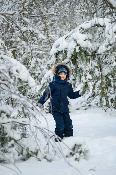 Küçük çocuk karlı kış ormanlarında yürüyor ve oynuyor. Doğal çocukluk, kış mevsimi, açık hava yaşam tarzı, aile eğlencesi, keşif ve doğa ile bağlantı