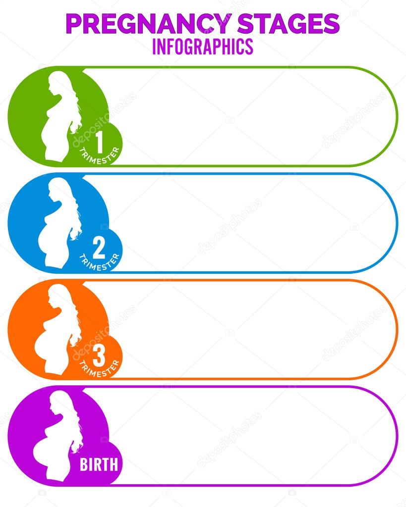 Pregnancy stages. Infographics, template.