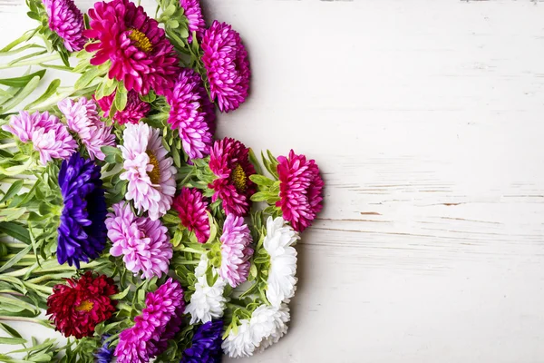 Aster flowers — Stock Photo, Image