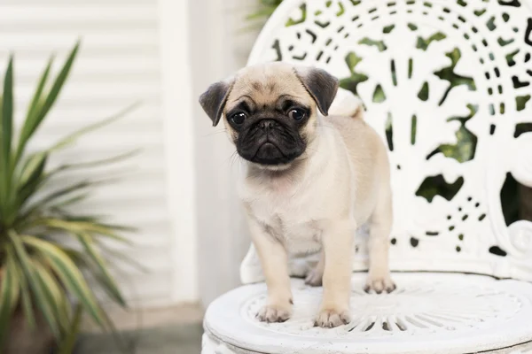 Baby pug — Stock Photo, Image