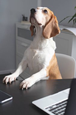 Sandalyeye oturup dizüstü bilgisayarıyla çalışan sevimli bir av köpeği. Ofisteki komik evcil köpek. İş konsepti. Ev kavramından çalış