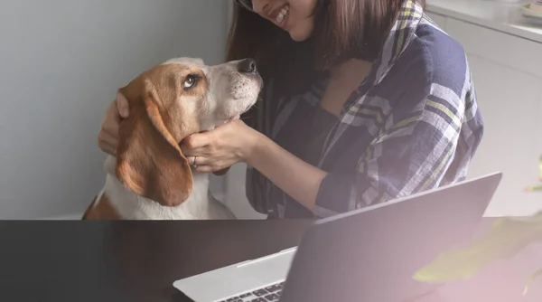 Young woman working at home office with her cute beagle. Funny pet dog at home office. Business concept. Work from home concept