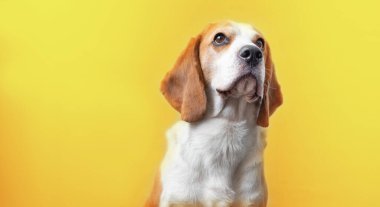 Parlak sarı bir arka planda sevimli bir av köpeğinin portresi. Tazıların cinsi. İngiliz üç renkli av köpeği. Mutlu köpek stüdyoları çekimleri. Sevimli, ciddi, yetişkin bir av köpeği.