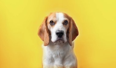 Parlak sarı bir arka planda sevimli bir av köpeğinin portresi. Tazıların cinsi. İngiliz üç renkli av köpeği. Mutlu köpek stüdyoları çekimleri. Sevimli, ciddi, yetişkin bir av köpeği.