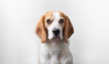 Parlak gri bir arka planda sevimli bir av köpeğinin portresi. Tazıların cinsi. İngiliz üç renkli av köpeği. Mutlu köpek stüdyoları çekimleri. Sevimli, ciddi, yetişkin bir av köpeği.