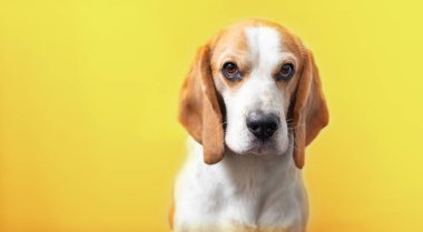 Parlak sarı bir arka planda sevimli bir av köpeğinin portresi. Tazıların cinsi. İngiliz üç renkli av köpeği. Mutlu köpek stüdyoları çekimleri. Sevimli, ciddi, yetişkin bir av köpeği.