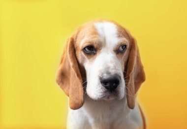 Parlak sarı bir arka planda sevimli bir av köpeğinin portresi. Tazıların cinsi. İngiliz üç renkli av köpeği. Mutlu köpek stüdyoları çekimleri. Sevimli, ciddi, yetişkin bir av köpeği.