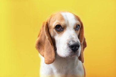 Parlak sarı bir arka planda sevimli bir av köpeğinin portresi. Tazıların cinsi. İngiliz üç renkli av köpeği. Mutlu köpek stüdyoları çekimleri. Sevimli, ciddi, yetişkin bir av köpeği.