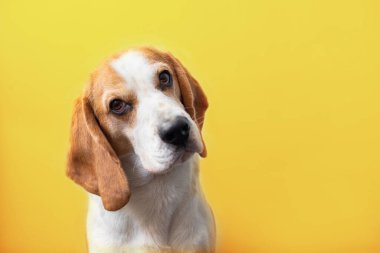 Parlak sarı bir arka planda sevimli bir av köpeğinin portresi. Tazıların cinsi. İngiliz üç renkli av köpeği. Mutlu köpek stüdyoları çekimleri. Sevimli, ciddi, yetişkin bir av köpeği.